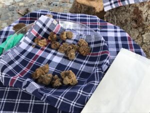 Rimandata la Stagione del Tartufo Bianco