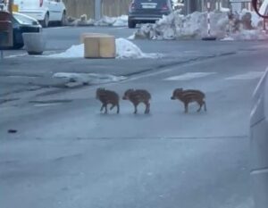 Cuccioli di cinghiale in giro per Acqui: “Episodi sempre meno rari”