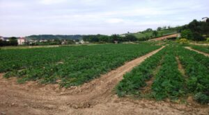 Agricoltori preoccupati: “Subito un nuovo Ministro”