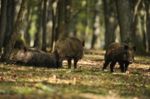 Peste suina africana: cinque nuove positività in Piemonte, una ad Arquata Scrivia