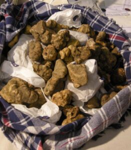 “No al tartufo bianco copiato in laboratorio, tuteliamo il Made in Italy”
