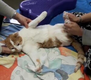 Marietto, da cucciolo sfortunato a “star” del web