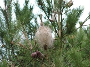 Processionaria del pino: segnalazioni e lotta obbligatoria