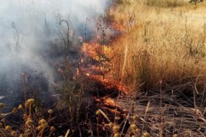 Le regole per evitare incendi boschivi