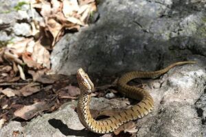Ponzone, anziana morsa da una vipera