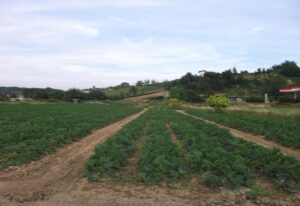 La Regione pronta ai sopralluoghi per la gelata