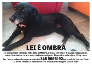 Appello per un cane smarrito