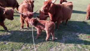 Alla Cascina Ca’ Bella c’è una nuova nata