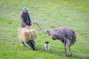 L’animale da compagnia?  “È alta due metri e si chiama Kuki, lo struzzo”