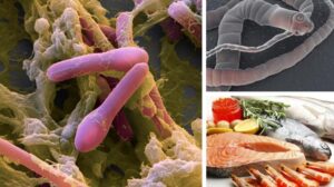 Mangiare può farci ammalare: i “foodborne diseases”
