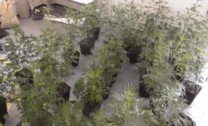 Coltivazione di marijuana in casa: arrestato un 27enne