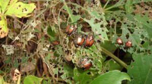 E’ allarme Popillia: vigneti a rischio