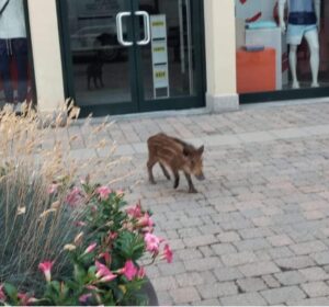 All’outlet anche… un cinghiale a caccia di saldi