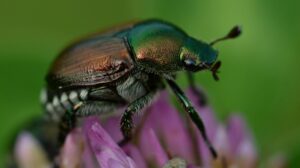 Popillia japonica, allarme in provincia: orti e vigneti a rischio
