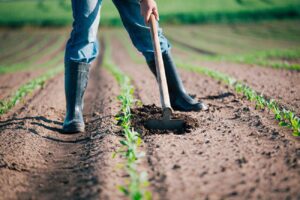 Prezzi agricoli in calo: preoccupazione anche per il consumatore