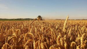 ‘GranoPiemonte’, Alessandria supera i 2 milioni di quintali di produzione