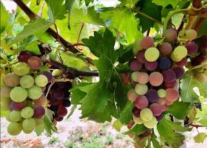 Vendemmia, le rese 2021: 100 q per il Moscato, per il Brachetto si attende