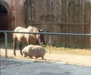 A Ponzone “Sos veterinari”: “Quello della zona si trasferisce”