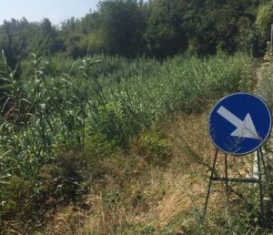 Ponzone, con l’erba alta addio bus?
