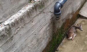 I Vigili del fuoco salvano un capriolo caduto in una vasca recupero acque