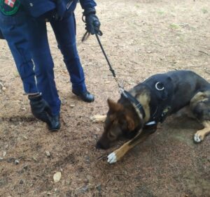 “Orso Grigio” recupera oltre cento grammi di droga ai giardini