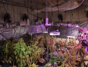 A casa dei rapinatori arrestati una piantagione di marijuana da 200 piante