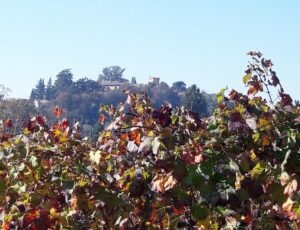 Appuntamento con l’autunno a Ponzano: la camminata tra i filari
