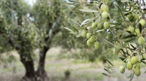 Il 26 novembre è la Giornata internazionale dell’olivo