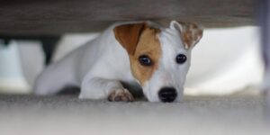 Botti di Capodanno: come tutelare i nostri amici animali