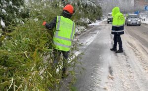 Primi disagi in città: rimosse piante cadute