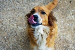 Il cane sta male dopo il cibo datole da un’anziana: denunciata la donna