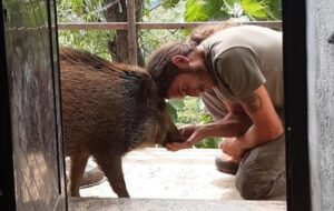 La cinghialotta Missy salva se sarà garantita la biosicurezza