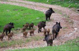 Peste suina africana, nuovo caso: positiva un’altra carcassa di cinghiale a Ponti