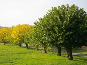 Alberi per il clima, a Carrosio Legambiente li pianta con i bimbi