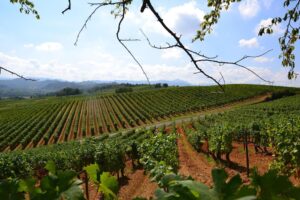 Torna la fiera del  vino.  Alessandria con Piemonte Land of wine