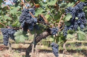 L’Albarossa è il vitigno del futuro? “Potenzialità davvero notevoli”