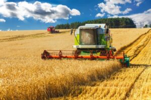 Frumento tenero, raccolto in crescita del 10%: qualità buona, ma le importazioni…