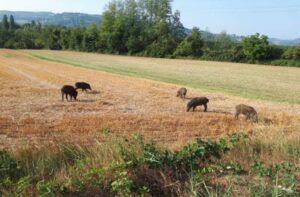 Peste suina: Coldiretti Alessandria chiede depopolamento cinghiali e indennizzi alla filiera