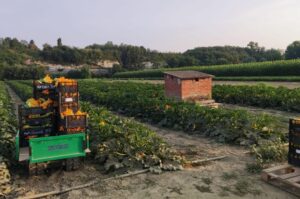 I produttori di zucchine: «Pozzi? Come se fossimo già ad agosto»