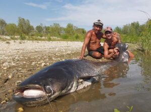 Valenza: un gigantesco pesce siluro pescato nelle acque del Po