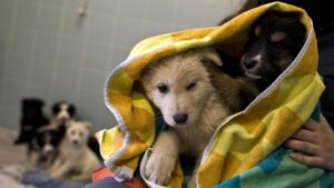 Cani e gatti abbandonati: le proposte del rione Cristo