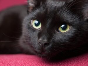 Il 17 agosto è la Giornata della valorizzazione del gatto nero