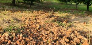 Sos nocciole: la raccolta c’è, ma non è uniforme