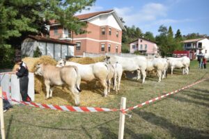Domenica a Ottiglio torna la Fiera Bovina di Sant’Eusebio