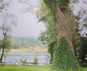 Alberi monumentali d’Italia: nell’elenco tre nuove specie alessandrine