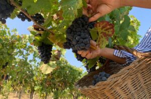Ricagno: “Brachetto Rosé? Purtroppo le aziende non investono”