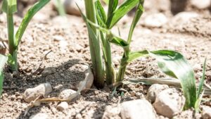 Coldiretti: il caldo anomalo mette a rischio le semine