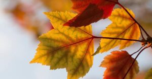 “È autunno ma non cadono le foglie: nei campi scatta l’allarme siccità”