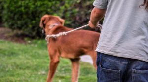 Un registro per i ‘dog sitter’