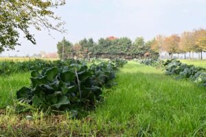 Casal Cermelli: storia del cavolo (che risale a San Pio)